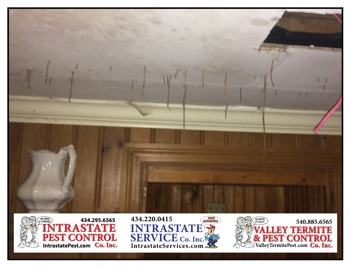 Termites Will Stop At Nothing To Get To Your Home Intrastate Services