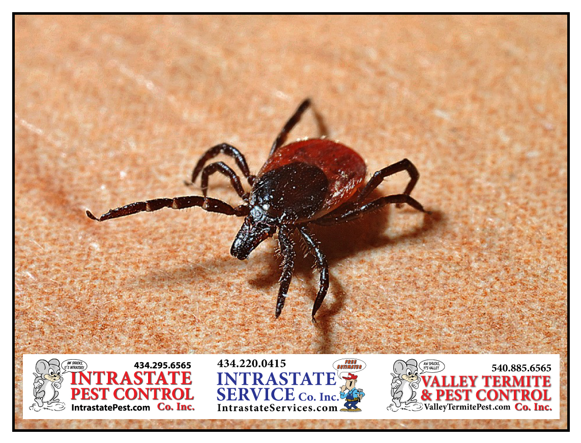 Keep Safe With Tick Yard Treatments Intrastate Services
