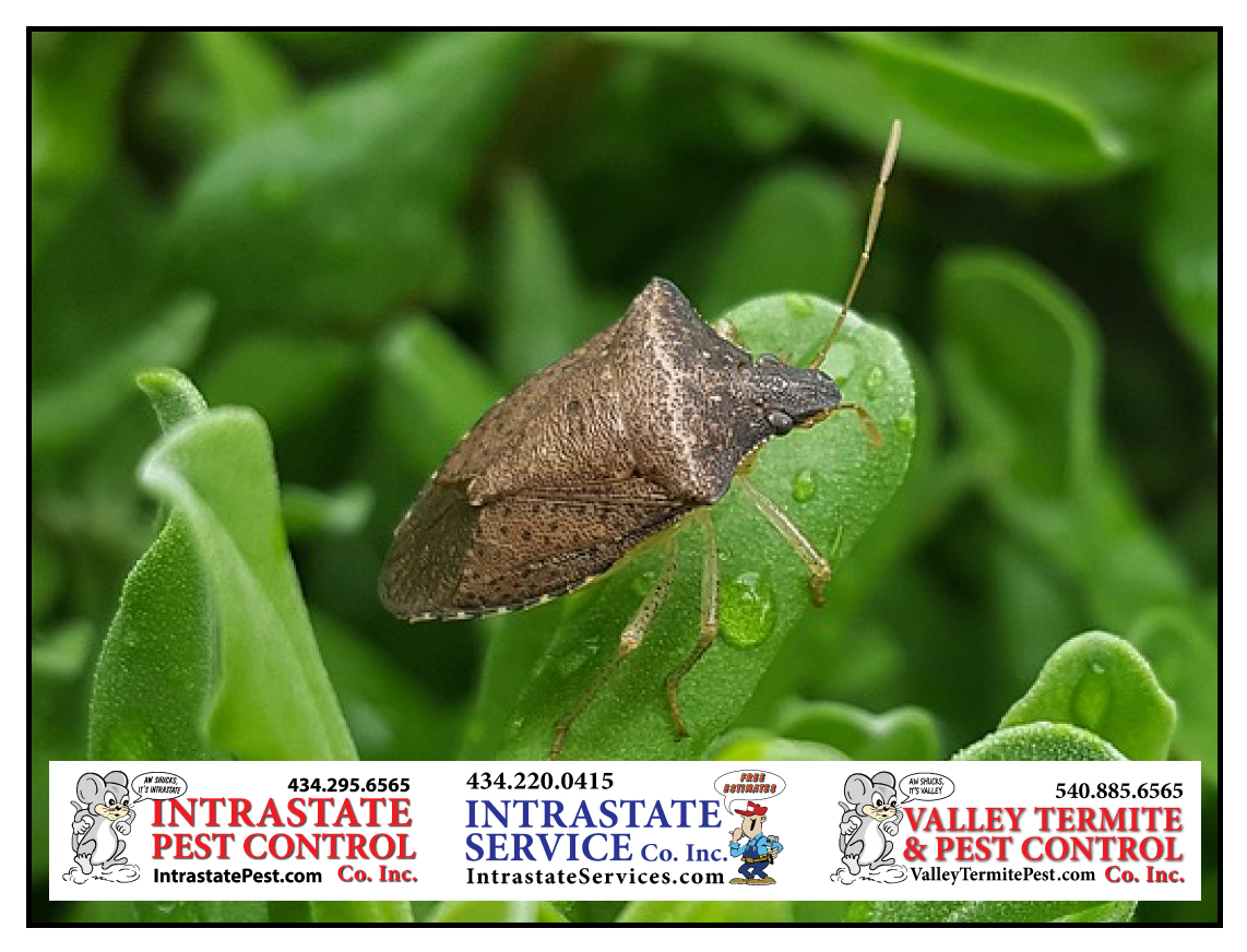 Stop Stink Bugs From Taking Over Intrastate Services
