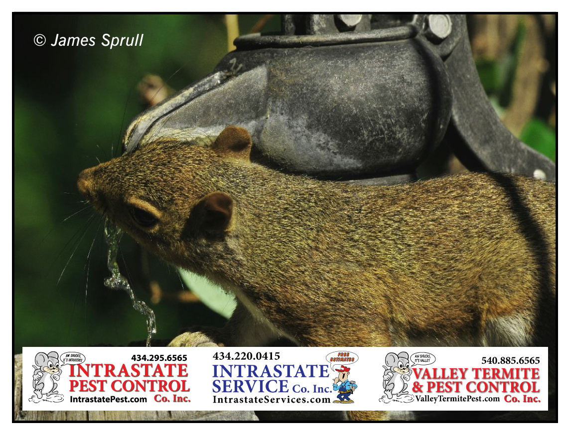 Squirrels In The Attic! Intrastate Services