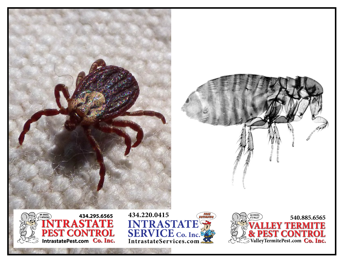 Fleas And Ticks Can Threaten Your Family Intrastate Services
